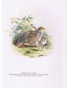 Pernice e pulcini, Nature in Britain pubblicato da Collins da Edward Neale