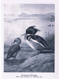 Smergo maggiore, Nature in Britain pubblicato da Collins, 1946