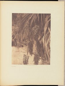 Frutta di palma da Edward S. Curtis