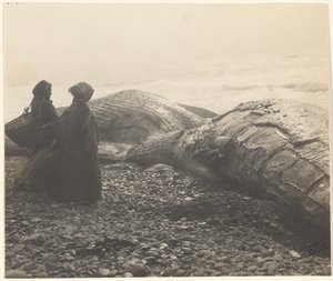 [Balena parzialmente macellata - Makah] [La balena catturata] da Edward S. Curtis