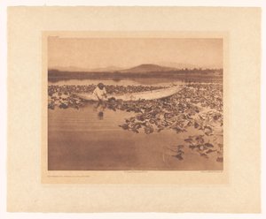 Raccolta dei wokas - Klamath da Edward Sheriff Curtis