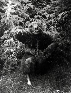 Nane-Qagyuhl, costume nativo americano da Edward Sheriff Curtis