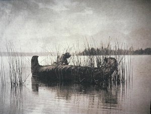 Il raccoglitore di canne, Montana da Edward Sheriff Curtis