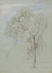 Albero di Frassino da Edward Swinburne