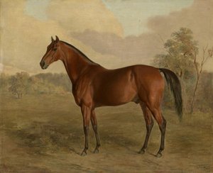 Picchio del Kentucky, 1834 da Edward Troye