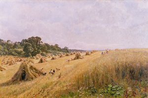Raccolto nel campo di grano