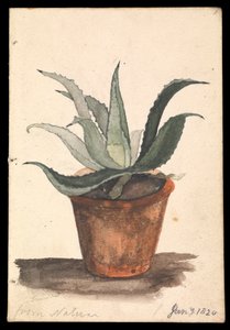 Un vaso di fiori con un cactus che cresce, iscritto 