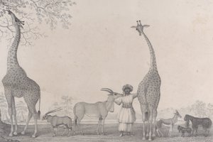 Le maestose e graziose giraffe, o cameleopardi, con alcuni rari animali della gazzella