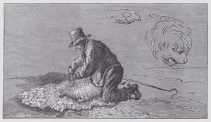 Tosatura delle pecore