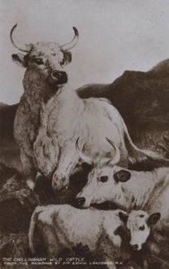Il bestiame selvatico di Chillingham