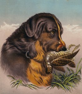 Il Retriever