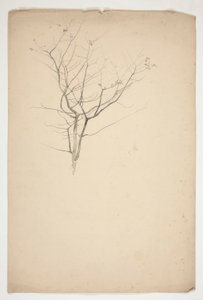 Schizzo di rami di albero in germoglio da Edwin Austin Abbey
