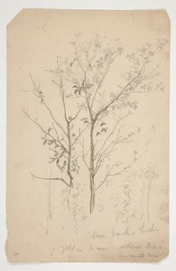 Schizzo di due alberi da Edwin Austin Abbey