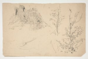 Schizzi di alberi