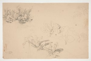 Studi di Fiori da Edwin Austin Abbey
