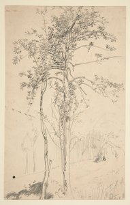Studio di due alberi
