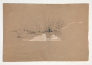 Alberi sulla riva del fiume (?)