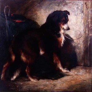 Il collie del pastore