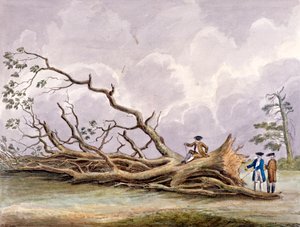 Alberi danneggiati da una tempesta del 15 ottobre, Roehampton, Londra