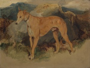 Un levriero, 1826 da Edwin Landseer