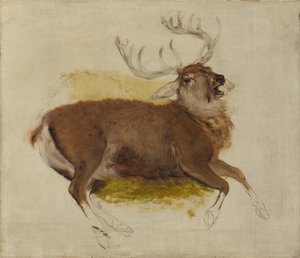 Cervo Morente