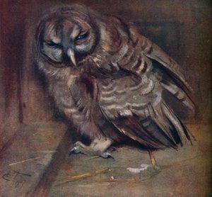 Un giovane gufo bruno da Edwin John Alexander