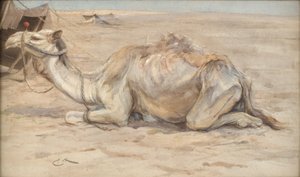 Cammello al campo degli artisti con beduini
