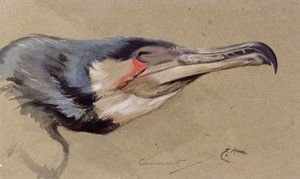 Cormorano