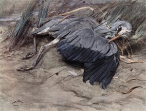 Airone da Edwin John Alexander