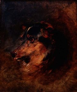 Studio della testa di un cane Collie