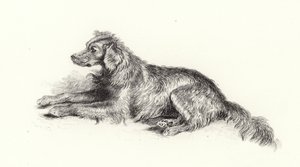Un cane Setter