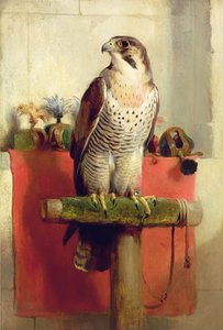 Falco, 1837