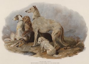 Cani delle Highlands