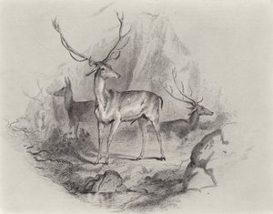Nella valle