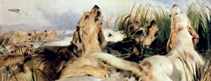 Segugi di lontra