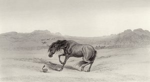 Sorpreso! da Edwin Landseer