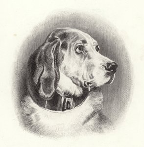Il bloodhound