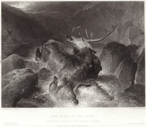 La morte del cervo