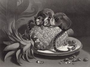 Le Marmozettes da Edwin Landseer
