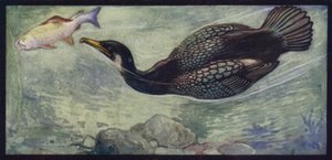 Un Cormorano e la sua Preda