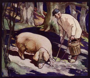 Un maiale da caccia al tartufo francese