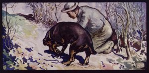 Un cane da caccia al tartufo inglese