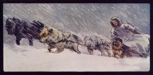 Una squadra di cani da slitta eschimese