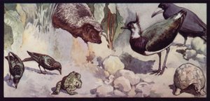 Nemici del verme e della lumaca