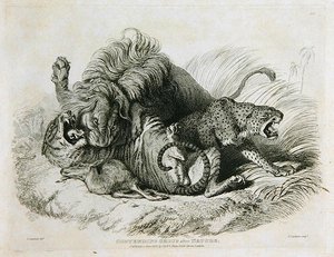 Gruppo contendenti dalla natura, tavola 6 da Venti incisioni di leoni, tigri, pantere e leopardi... inciso da Thomas Landseer, 1823