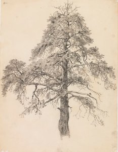 Cima di pino