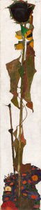 Girasole, 1909-1910