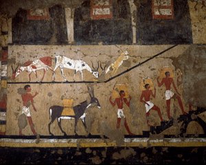 Antichità egizia: il trasporto del grano sul dorso di muli e schiavi. Affresco della tomba della Regina Neferou III. XII dinastia. 2200-2000 a.C. Da El Ghebelen. Torino, Museo Egizio da Egyptian 12th Dynasty