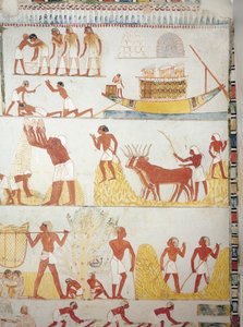Barca e scene di raccolta, trasporto e lavorazione del grano, affresco, ala sud, camera trasversale, Tomba Tebana TT69, Sheikh Abd el-Qurna, Tebe (Patrimonio dell