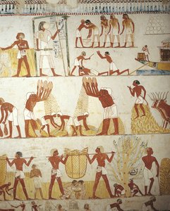 Tomba del supervisore reale Menna, Vestibolo, Dipinti murali, Lavoro nei campi da Egyptian 18th Dynasty